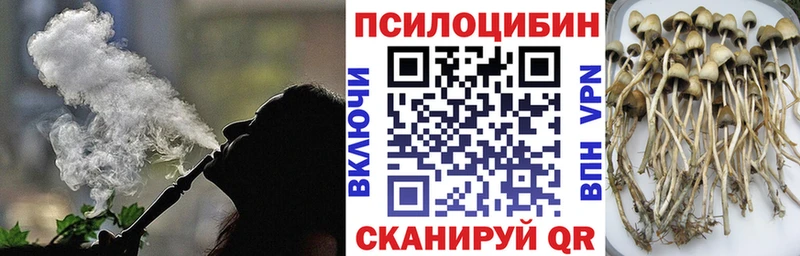 Галлюциногенные грибы Psilocybe  Петровск-Забайкальский 